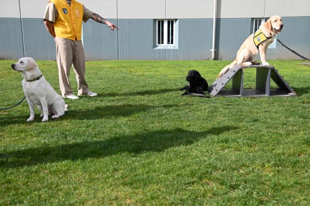 Three service dogs sit leashed in their training areas next to their trainers